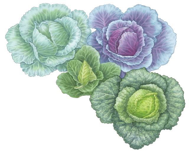 Colorful Cabbage Illustration